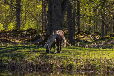 Horse in a field