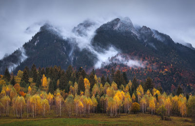 Scenic view of forest against sky during autumn