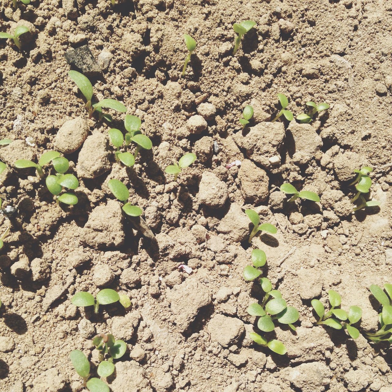 growth, plant, leaf, nature, high angle view, green color, growing, rock - object, day, field, beauty in nature, close-up, outdoors, tranquility, no people, sunlight, dirt, fragility, ground, stone - object