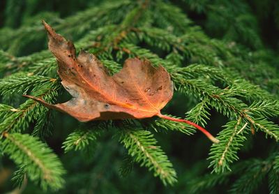 Close-up of autumn leaf on tree