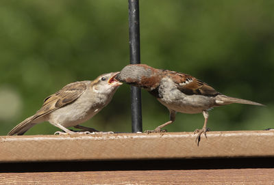 Feeding the young