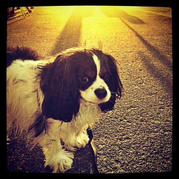 transfer print, auto post production filter, one animal, dog, animal themes, pets, domestic animals, high angle view, mammal, lifestyles, outdoors, day, field, sunlight, standing, leisure activity, nature, vignette