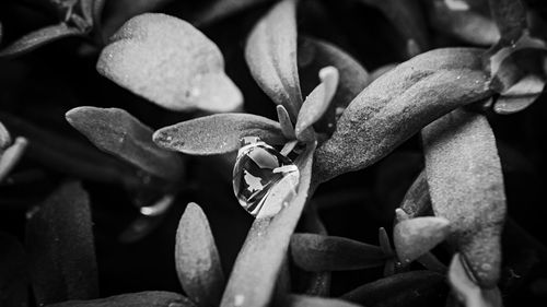 Full frame shot of flowering plant