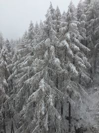 Low angle view of trees against sky