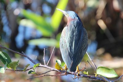 Close-up of bird perching on branch