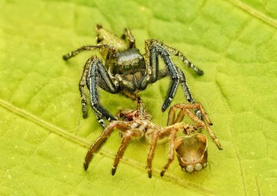 Close-up of spider