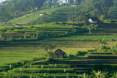 Scenic view of agricultural field