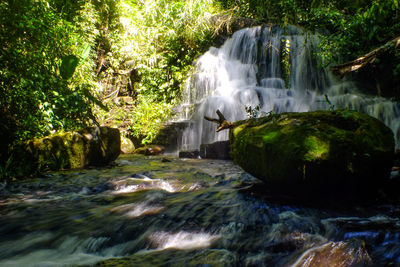 Scenic view of waterfall in forest