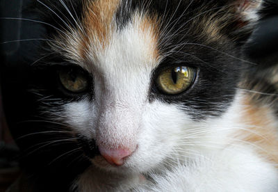 Close-up portrait of a cat