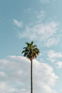 Low angle view of coconut palm tree against sky