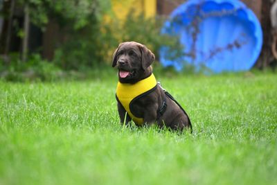 Dog relaxing on grassy field