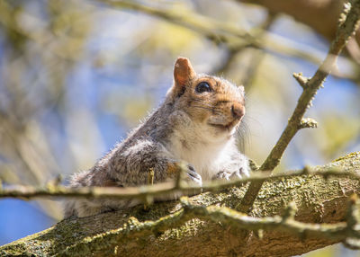 Close-up of grey squirrel resting on tree in spring morning sunshine. sciurus carolinensis