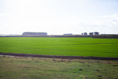 Scenic view of field against sky