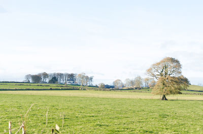 Trees on field against sky