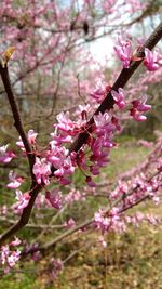 Pink cherry blossoms in spring