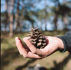 Close-up of person holding pine cone