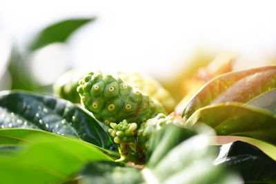 Close-up of fresh green leaves