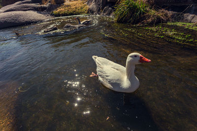 High angle view of swan swimming in lake