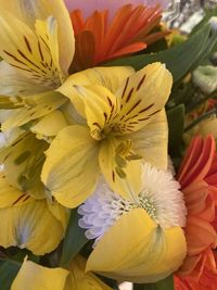 Close-up of yellow flowering plant