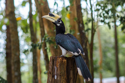 Close-up of bird perching on wooden post