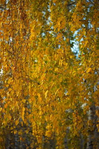 Close-up of yellow maple leaves on tree during autumn