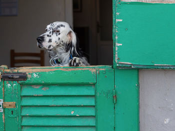 Dog looking away