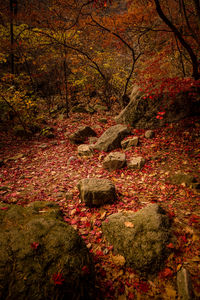 View of trees in forest during autumn