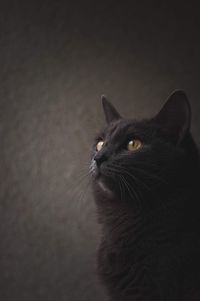 Close-up of black cat looking away
