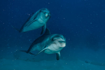 Dolphins swimming in sea