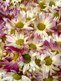 Full frame shot of pink flowers