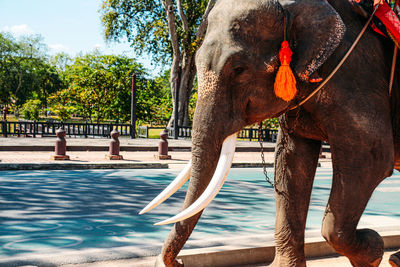 View of elephant in swimming pool