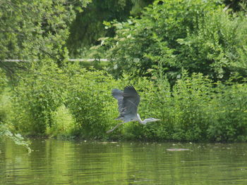 Bird flying over lake against trees