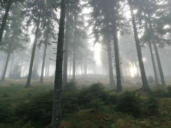 Trees in forest