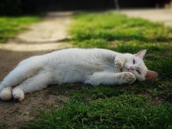 White cat resting in a field