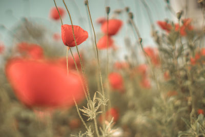 Close-up of red poppy flowers on field