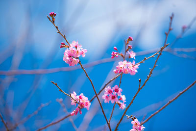 Low angle view of flower tree against sky