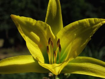 Close-up of yellow flower blooming outdoors