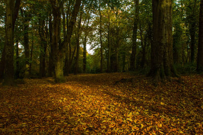 Trees growing in forest during autumn