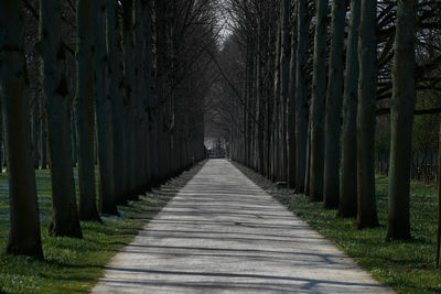Central perspective from an avenue of old lime trees along a gravel road