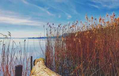 Close-up of plants against calm lake