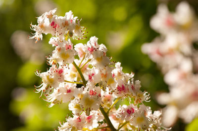 Close-up of pink flowers