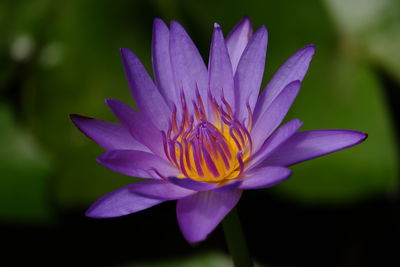 Close-up of purple water lily