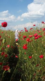 Red poppy flowers growing in field against sky