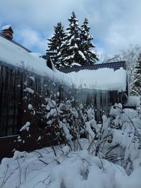 Frozen tree against sky during winter