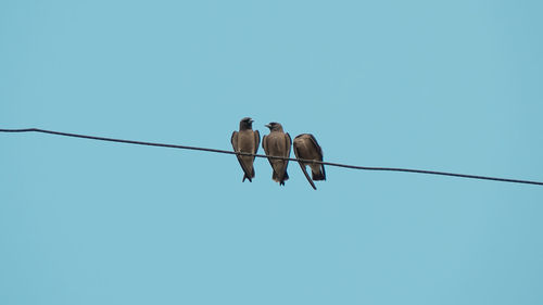 Low angle view of bird perching on cable against clear sky