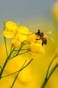 Close-up of bee pollinating on flower