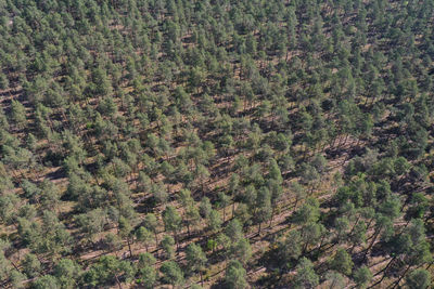 Bird eye view at pure pine forest in brandenburg region