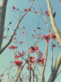 Low angle view of red flowers blooming on tree