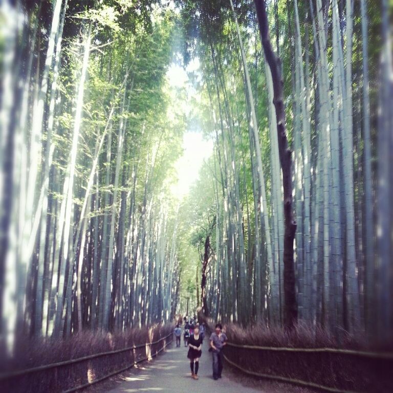 tree, walking, lifestyles, rear view, full length, forest, the way forward, leisure activity, men, tree trunk, person, woodland, nature, footpath, transportation, on the move, street