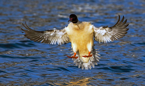 flying